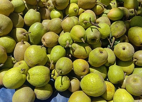 காலநிலை மாற்றம், வவ்வால்களால் பேரிக்காய் விளைச்சல் பாதிப்பு: கொடைக்கானல் விவசாயிகள் கவலை