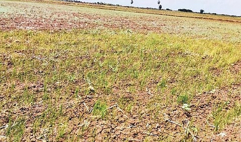 எதிர்பார்த்த மழை பொய்த்தது - கடலூர் மாவட்ட டெல்டா பகுதியில் கருகும் சம்பா பயிர்கள்!