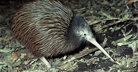 டிங்குவிடம் கேளுங்கள் - 44: கிவியைபற்றி தெரியுமா?