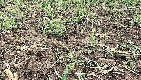 பேரளி கிராமத்தில் மான், காட்டுப்பன்றி ஆகிய வன விலங்குகளால் சேதப்படுத்தப்பட்ட மக்காச்சோள பயிர்கள்.