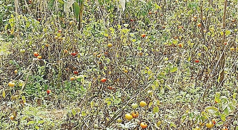 அரூர் அருகே அண்ணாமலைஅள்ளி கிராமத்தில் விலையில்லாததால் அறுவடை செய்யாமல் செடியிலேயே விடப்பட்ட தக்காளி பழங்கள். படம்: எஸ். செந்தில்