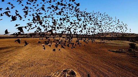 கவிதைகளில் சிறகை விரிக்கும் பறவை