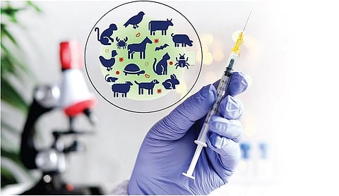 ஆக்கிரமிப்பு உயிரினங்களும் அச்சுறுத்தும் நோய்த்தொற்றும்