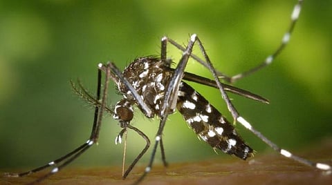 சென்னையில் ஒரே வாரத்தில் டெங்கு காய்ச்சலுக்கு இளம் பெண், சிறுவன் உயிரிழப்பு