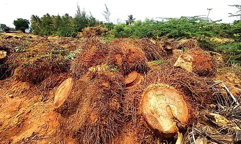 சின்னமனூர் அருகே அழிக்கப்பட்டு கொட்டப்பட்டுள்ள தென்னை மரங்களின் வேர் பகுதிகள்.