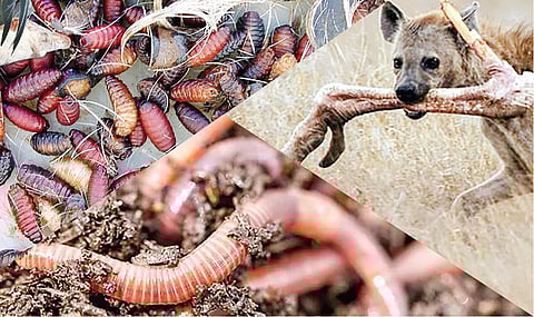 விடை தேடும் அறிவியல் 26: சுற்றுச்சூழலைத் தூய்மைப்படுத்தும் உயிரினங்கள்