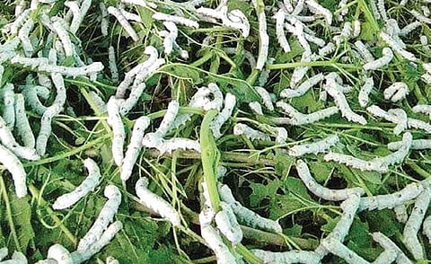 பட்டுப் புழு வளர்ப்பு மனை ஒன்றில் நன்கு வளர்ந்து காணப்படும் பட்டுப்புழுக்கள்.