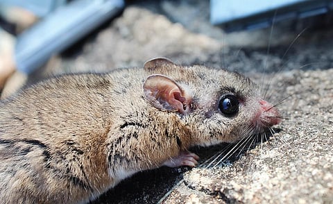 ஏற்காட்டில் அழிந்துவரும் அரிய பாறை எலி