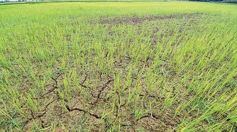 தஞ்சாவூர் அருகே வண்ணாரப்பேட்டையில் நேரடி விதைப்பில் மூலம் தெளிக்கப்பட்ட சம்பா நெற்பயிர்கள்.படம் ஆர்.வெங்கடேஷ்