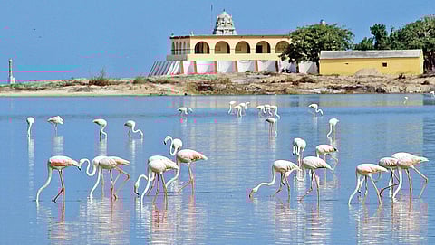 கோதண்ட ராமர் கோயில் அருகே உள்ள நீர்நிலையில் இரை தேடும் பிளமிங்கோ பறவைகள்.