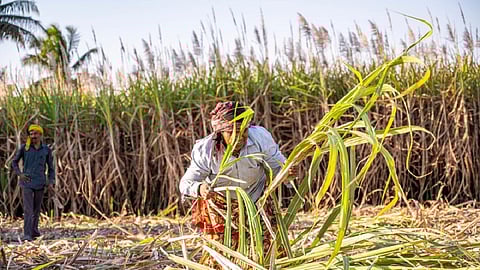 கரும்பு விவசாயிகள் நலன் | ஹரியாணா, உ.பி.யை பார்த்து தமிழக அரசு பாடம் கற்க ராமதாஸ் அறிவுரை