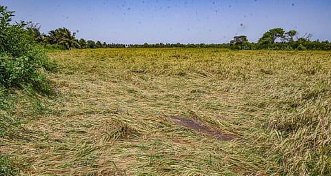 3-வது நாளாக மழை - ஈரோட்டில் நெற்பயிர்கள் சேதம்