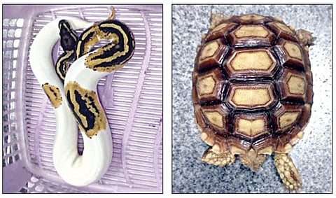 சிங்கப்பூரில் இருந்து கோவைக்கு வந்த விமானத்தில் கடத்தி வரப்பட்ட அரிய வகை பாம்பு, ஆமை குஞ்சு.