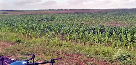 விதை, மருந்துக்கு பதிலாக பணம் மானியமாக வழங்க மானாவாரி விவசாயிகள் வலியுறுத்தல்