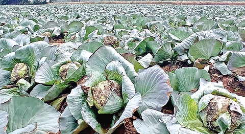 ஓசூர் அருகே மெட்டரை கிராமத்தில் நோய் தாக்கம் காரணமாக அறுவடை செய்யாமல் வயலில் விடப்பட்டுள்ள முட்டைகோஸ்.