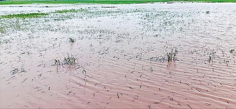 முதுகுளத்தூர் அருகே மழை நீரில் மூழ்கி நெற்பயிர் சேதம்