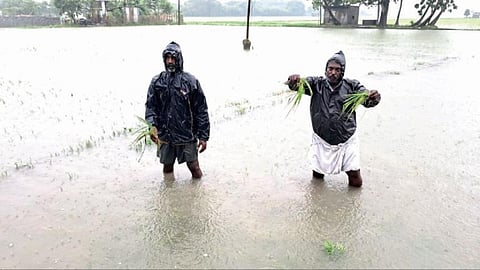 தேசிய நெடுஞ்சாலை பணியால் வடிய வழியில்லாமல் பாகூரில் வயல்களில் மழை நீர் தேங்கி நிற்கின்றன. இதனால் நெற்பயிர்கள் சேதமடைந்துள்ளன.