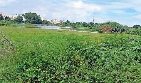 பல ஆண்டுகளாக தூர்வாரப்படாததால், சீமை கருவேல மரம் உள்ளிட்டவை மண்டியுள்ள காக்களூர் ஏரி.