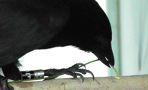 கருவியைப் பயன்படுத்தும் காகம்.
படம்: Rutz, Christian & Sugasawa, Shoko & van der Wal,
Jessica & Klump, Barbara & Clair, James