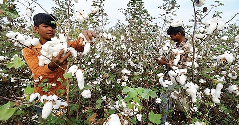 பருத்தி உற்பத்தி குறையும்!