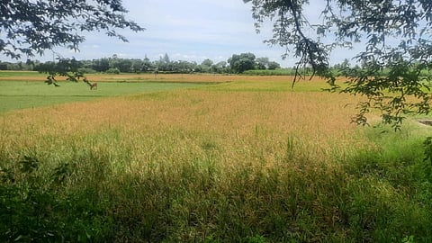 திருவண்ணாமலையில் செய்யாறுக்கு அருகில் சிப்காட் தொழிற்பேட்டை 3வது அலகு திட்டத்திற்காக அடையாளம் காணப்பட்ட நிலத்தின் ஒரு பகுதி | புகைப்பட உதவி: சிறப்பு ஏற்பாடு