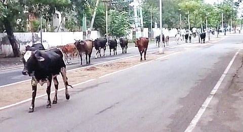 விழுப்புரம் ஆட்சியர் அலுவலக வளாகத்தில் வாக்கிங் செல்லும் மாடுகள்.