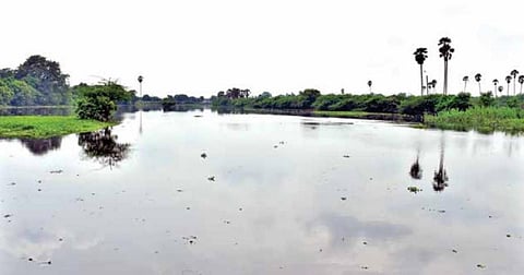 திருநெல்வேலி பேட்டையில் நிரம்பியுள்ள குளம். படம்: மு.லெட்சுமி அருண்