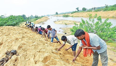 மலட்டாற்று கரையோரம் விதைப்பந்துகளை நடும் பசுமைக் கிராமக் குழுவினர்.