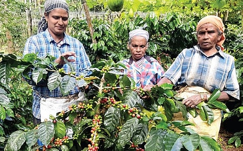 தாண்டிக்குடி பகுதியில் காபி அறுவடையில் ஈடுபட்டுள்ள பணியாளர்கள்.