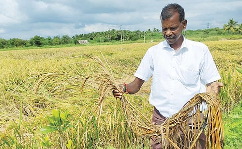 காட்பாடி அடுத்த வெங்கடாபுரம் கிராமத்தில் தொடர் மழையால் நீரில் மூழ்கி சேதமடைந்துள்ள நெற்பயிர்களை வேதனையுடன் பார்வையிட்ட விவசாயி.