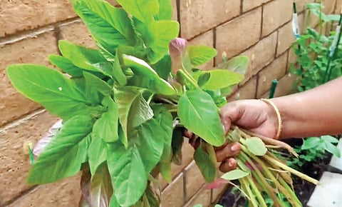 பச்சை வைரம் 09: புற்றுநோயைத் தடுக்கும் தண்டுக் கீரை