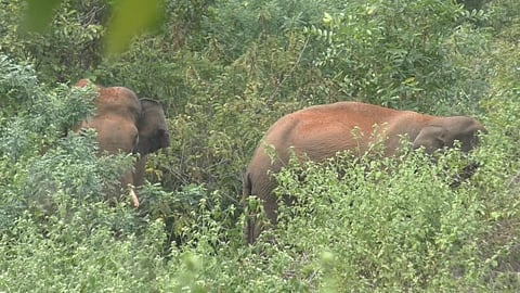 மேட்டூர் அருகே கிராமத்துக்குள் நுழைந்த யானைகளால் மக்கள் அச்சம்: செல்ஃபி எடுத்த மாணவர் காயம்