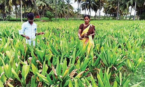 கிருஷ்ணகிரி அருகே காட்டிநாயனப்பள்ளியில் புழு தாக்குதலால் பாதிக்கப்பட்ட மஞ்சள் செடிகளை வேதனையுடன் பார்வையிடும் விவசாயிகள்.