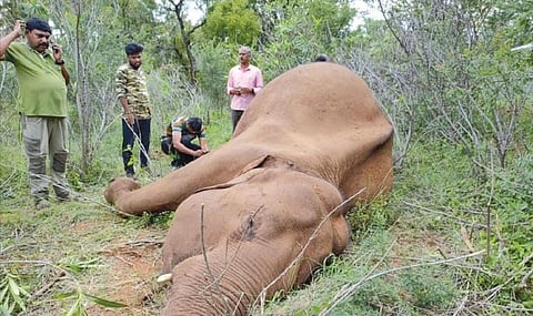 நாட்டு வெடியை கடித்த காட்டு யானை பலி: மற்றொரு யானை ரத்த சோகையால் உயிரிழப்பு @ கோவை
