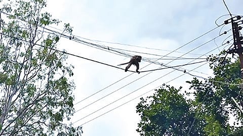 தேன்கனிக்கோட்டை குடியிருப்பு பகுதியில் மின்வயர்களில் தொங்கியபடி செல்லும் குரங்கு