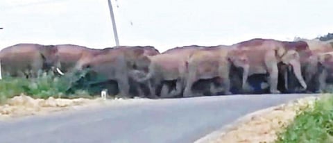 தேன்கனிக்கோட்டையிலிருந்து சானமாவு வனப்பகுதிக்கு சாலையை கடந்து செல்லும் யானைகள்.