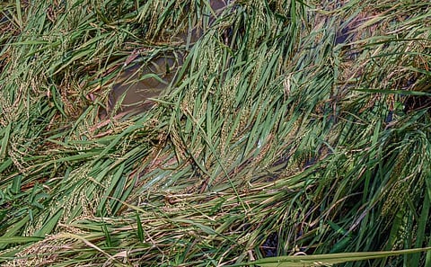 திருவள்ளூர் | ஆயிரக்கணக்கான ஏக்கரில் பயிரிடப்பட்ட நெற்பயிர்கள் வெள்ள நீரில் மூழ்கி சேதம்: நிவாரணம் கோரும் விவசாயிகள்