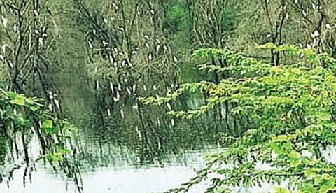 கண்ணமங்கலம் அருகே காந்திநகர் ஏரியில் அமர்ந்துள்ள கொக்குகள்.