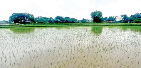 நெல்லையில் பலத்த மழை - நெல் நாற்றுகள் நீரில் மூழ்கி சேதம்; வீடுகளுக்குள் வெள்ளம்