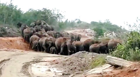 ஓசூர் அடுத்த ஊடேதுர்கம் பகுதியிலிருந்து சானமாவு வனப்பகுதிக்கு திரும்பிய யானைகள்.
