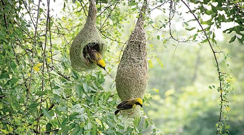 இறகு இன்ஜினியர்கள்