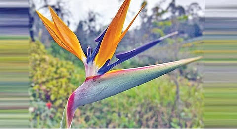 கொடைக்கானல் ரோஜா பூங்காவில் பறவை பறப்பது போல் தோற்ற மளிக்கும் ‘பேர்ட் ஆப்பாரடைஸ்’ மலர்.