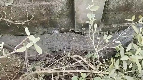 பெருங்களத்தூர் | ஆலப்பாக்கத்தில் 7 அடி முதலை பிடிபட்டது