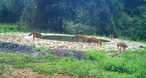 தருமபுரி மாவட்டம் ஒகேனக்கல் வனச் சரகம் கோயில்பள்ளம் பகுதியில் அமைந்துள்ள தண்ணீர் தொட்டியருகே நிறுவப்பட்டுள்ள தானியங்கி கேமராவில் பதிவான குள்ளநரிகள்.