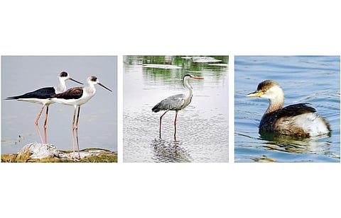 | பவளக்கால் உள்ளான் - படம்: சுபத்ரா தேவி | செந்நீலநாரை - படம்: பி. வினோத் | முக்குளிப்பான் - படம்: சுபத்ரா தேவி |