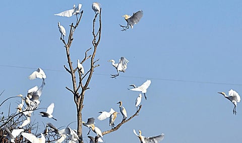 சிறகு நண்பர்கள்...