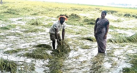 காரியாபட்டி பகுதியில் நீரில் மூழ்கிய நெற்பயிர்.