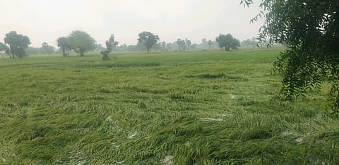 ராமநாதபுரத்தில் மழைநீரில் மூழ்கிய 7,000 ஹெக்டேர் நெற்பயிர்கள் - விரைவில் கணக்கெடுப்பு