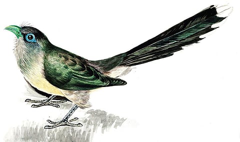 எலிசபத் க்வெலிம் வரைந்த நீலக்கண்ணி (Blue-faced malkoha)