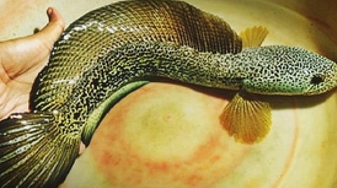 அசாம் திப்ரூகர் விமான நிலையத்தில் ரூ.4.5 கோடி மதிப்புள்ள அரிய மீன்கள் பறிமுதல்